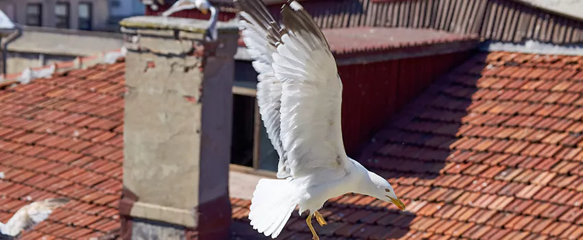 Residential Chimney Animal Removal Solution in Waxahachie, TX