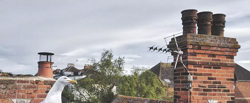 Chimney Cleaning And Restoration in Waxahachie, Texas